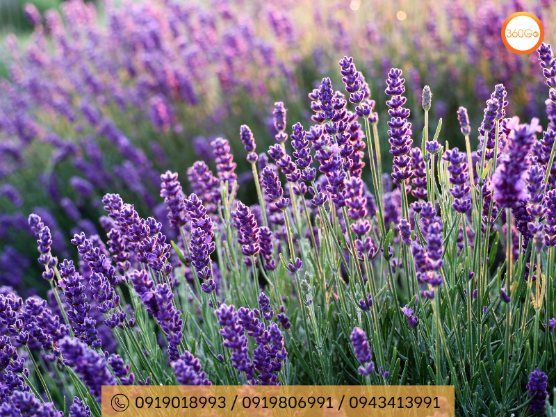 Đắm mình trong vẻ đẹp rực rỡ của vườn hoa Lavender Garden - Du lịch 360Go